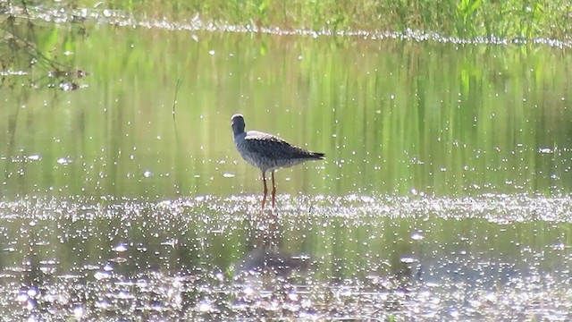 Greater Yellowlegs - ML237607011