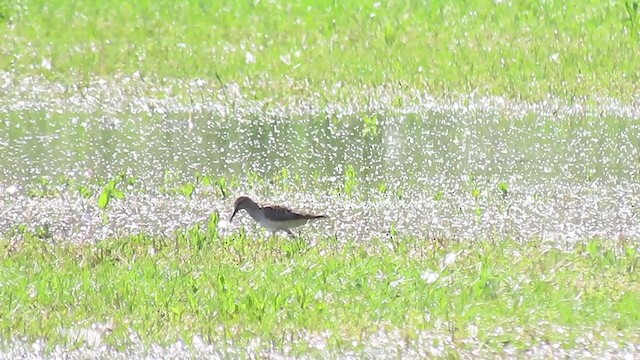 White-rumped Sandpiper - ML237607141