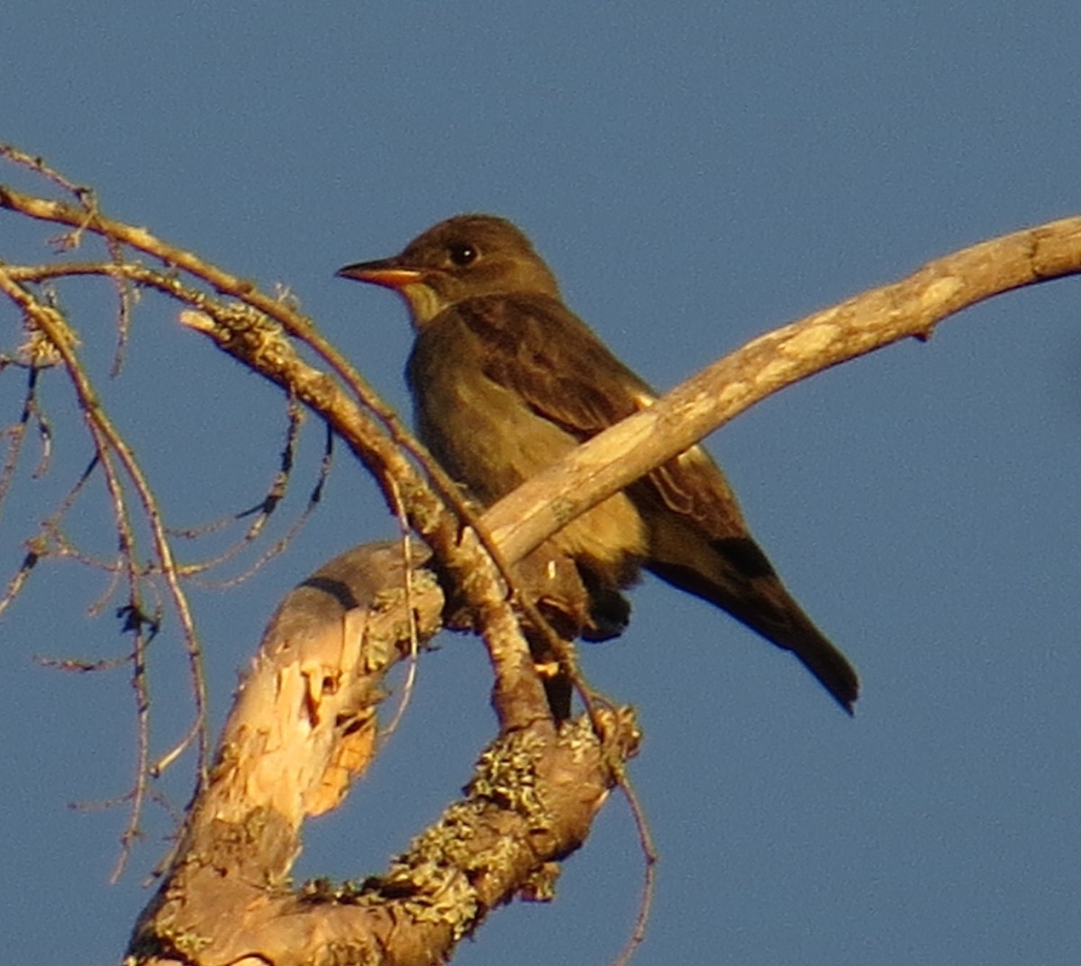 Olive-sided Flycatcher - ML237609231