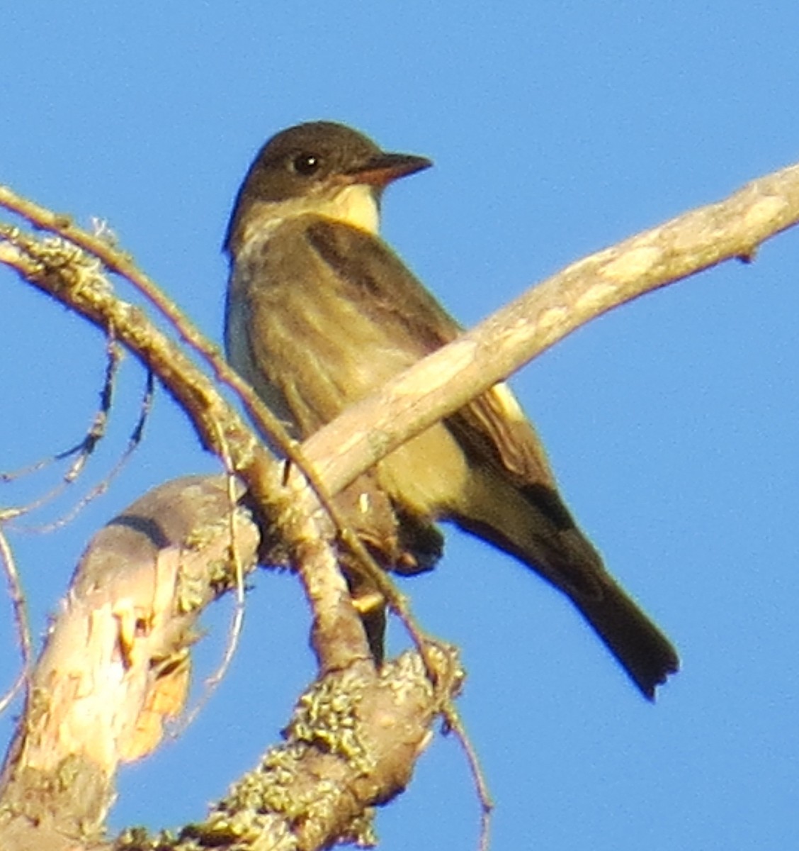 Olive-sided Flycatcher - ML237609251