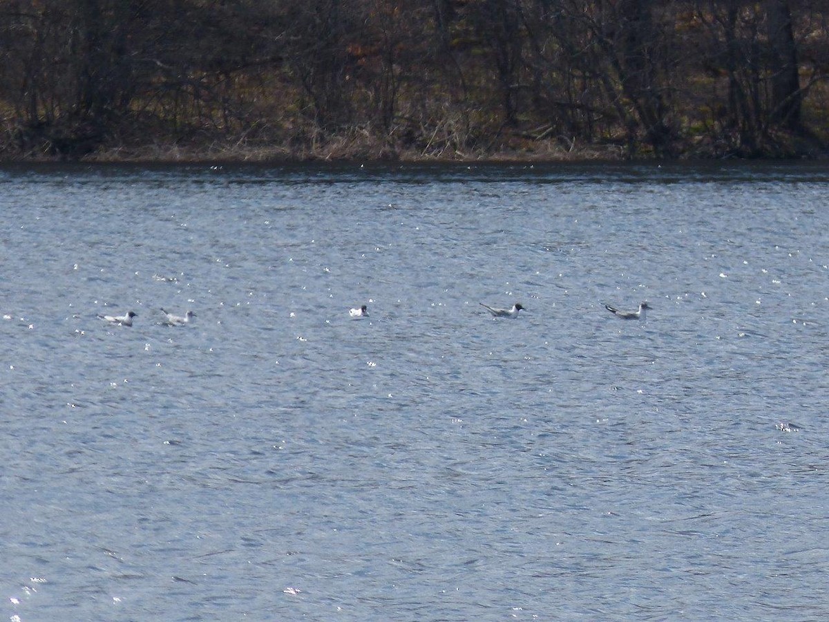 Mouette de Bonaparte - ML23760931