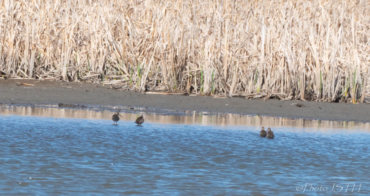 Short-billed Dowitcher - ML237609341