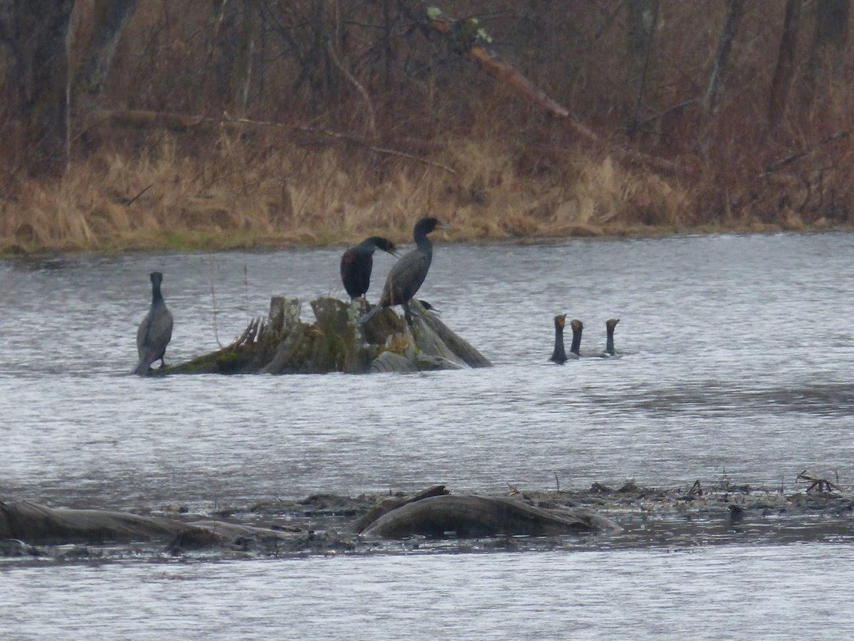 Double-crested Cormorant - ML23760971