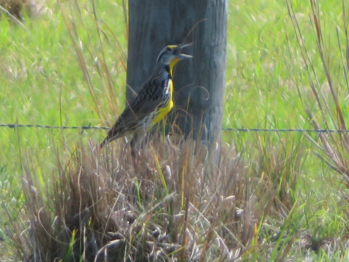 Eastern Meadowlark - ML237614611