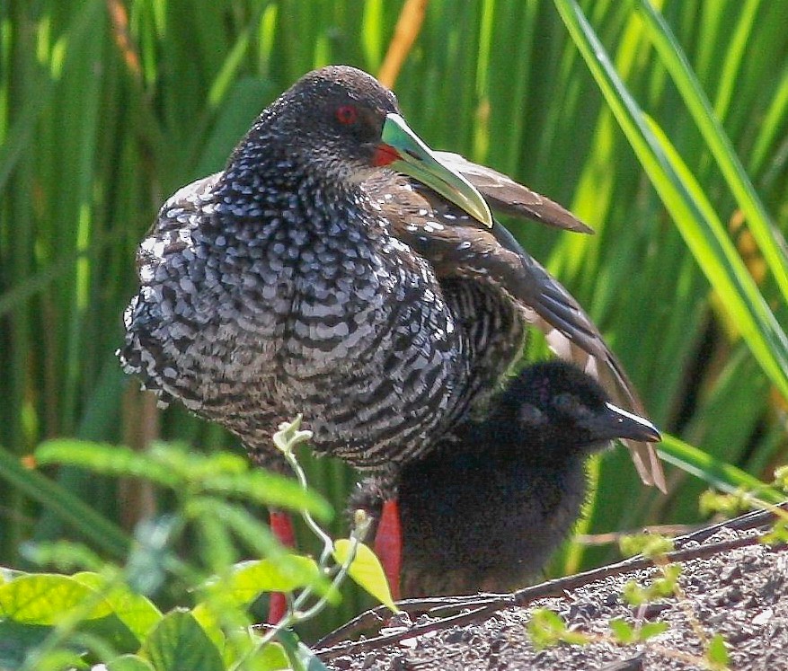 Spotted Rail - ML237614941