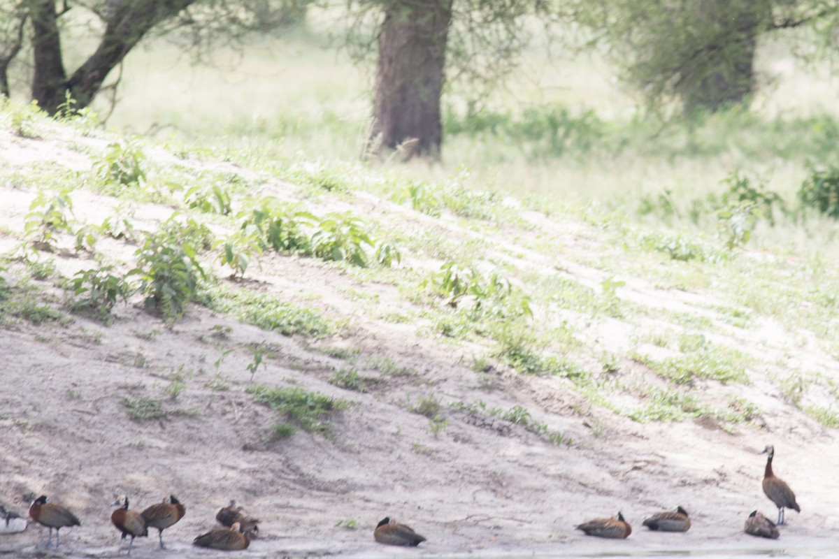 White-faced Whistling-Duck - Becke Sigaty