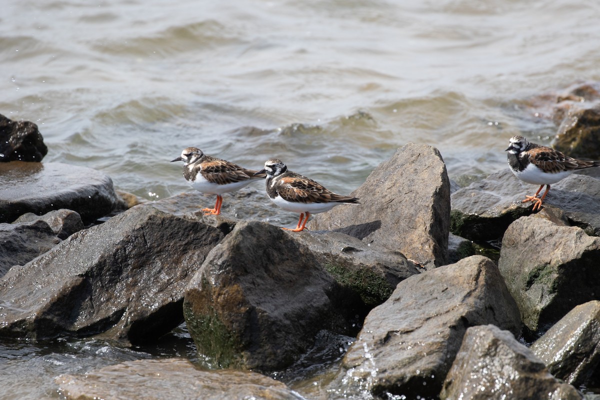 Ruddy Turnstone - ML237620181