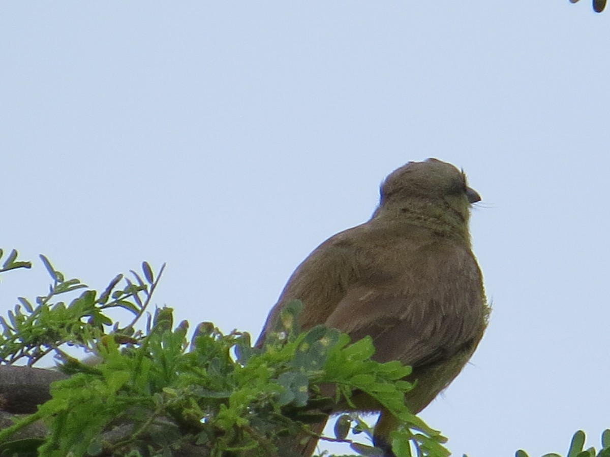 Palm Tanager - ML237620211