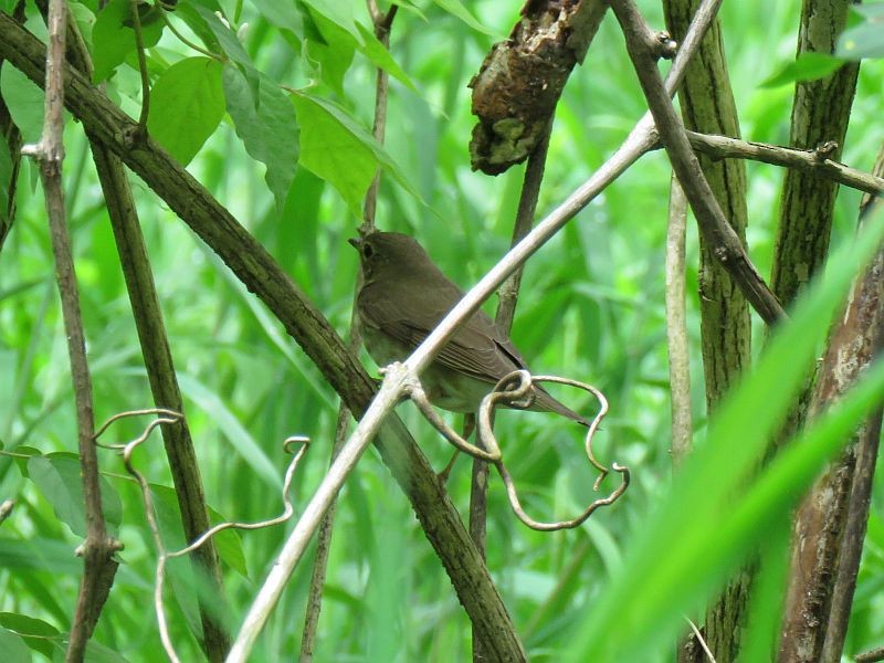 Swainson's Thrush - ML237620351