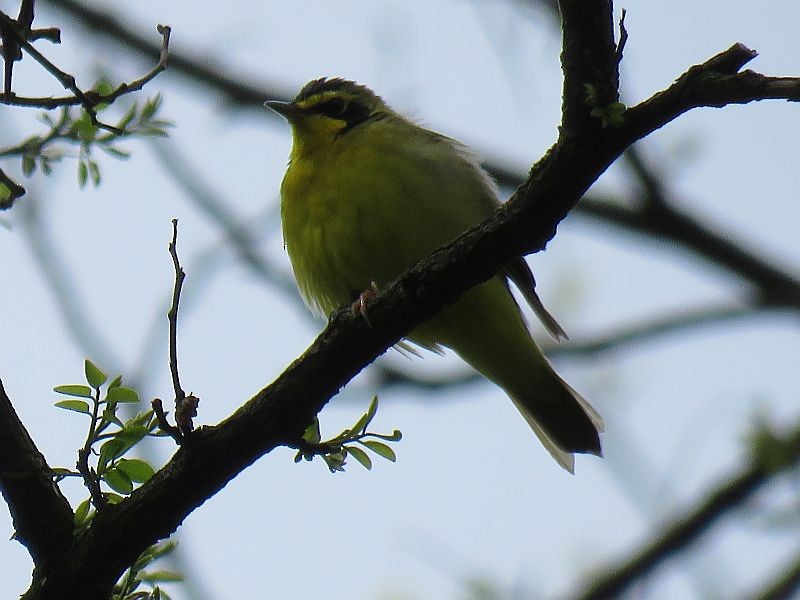 Kentucky Warbler - ML237622031