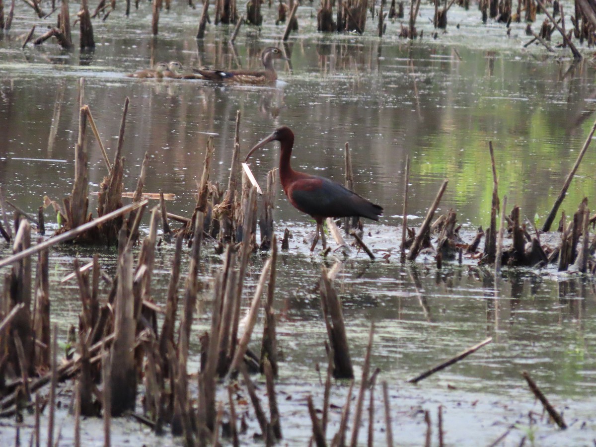 Гялаан билүүс - ML237622391