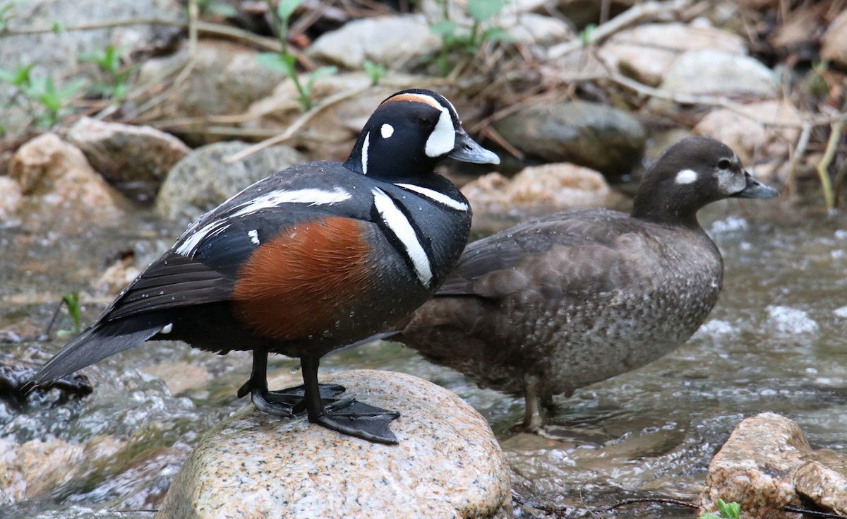 Harlequin Duck - Chris Charlesworth