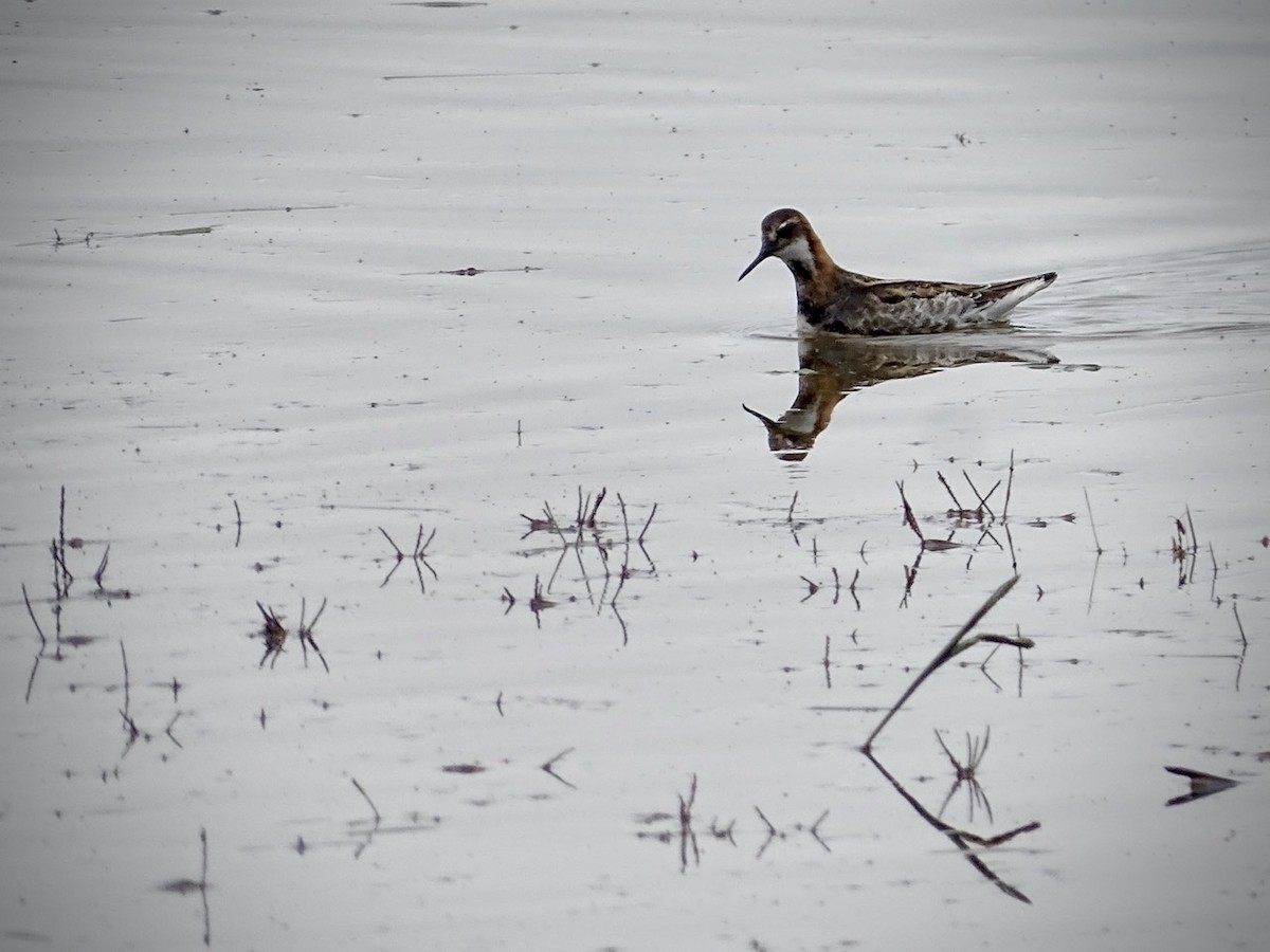 Phalarope à bec étroit - ML237623431