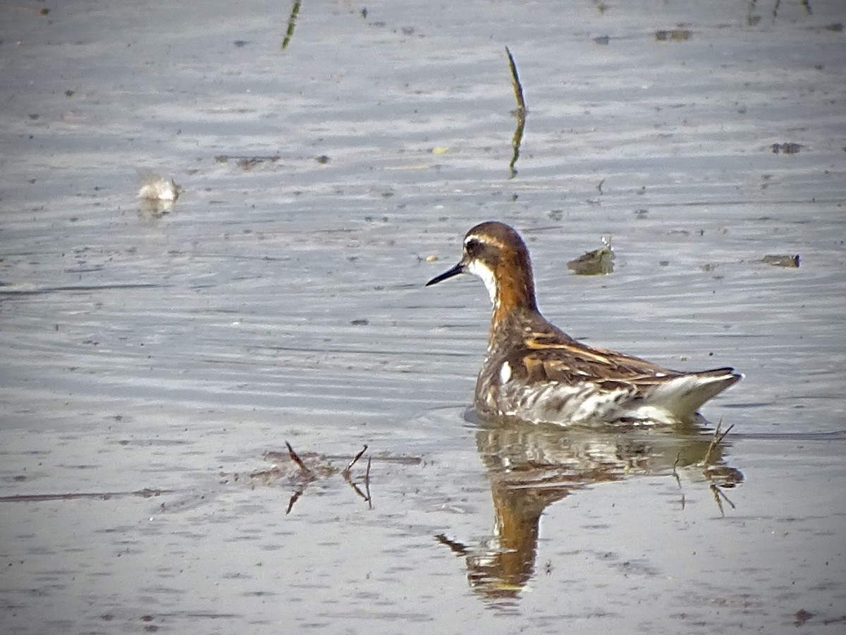 Red-necked Phalarope - ML237623601