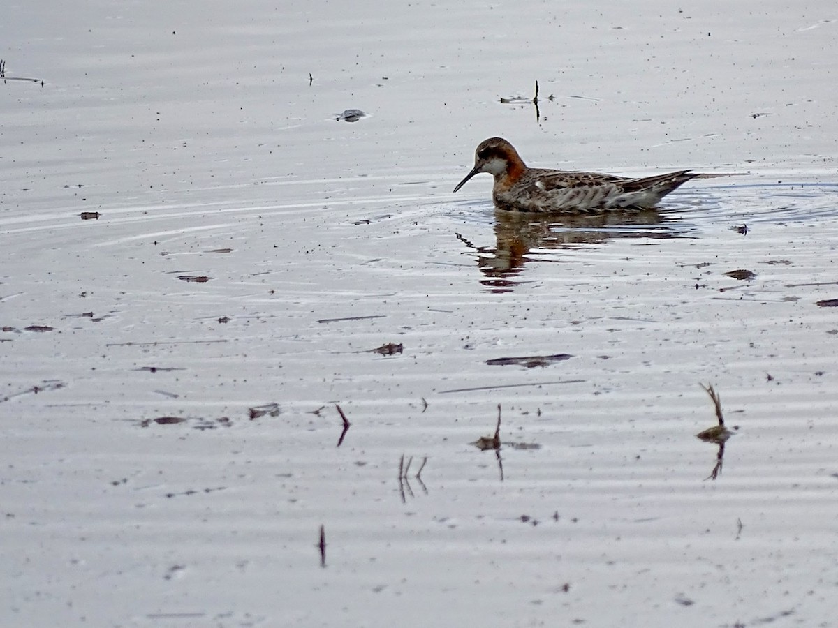 Red-necked Phalarope - ML237623641