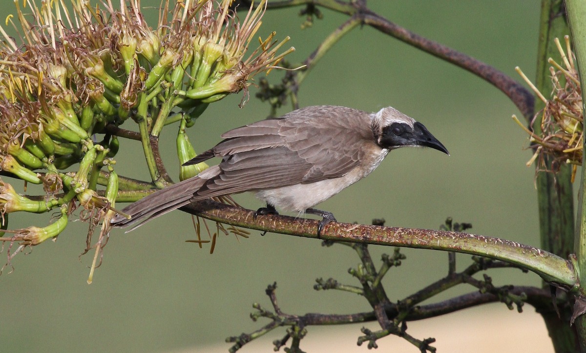 Helmeted Friarbird (Tenggara) - Colin Trainor