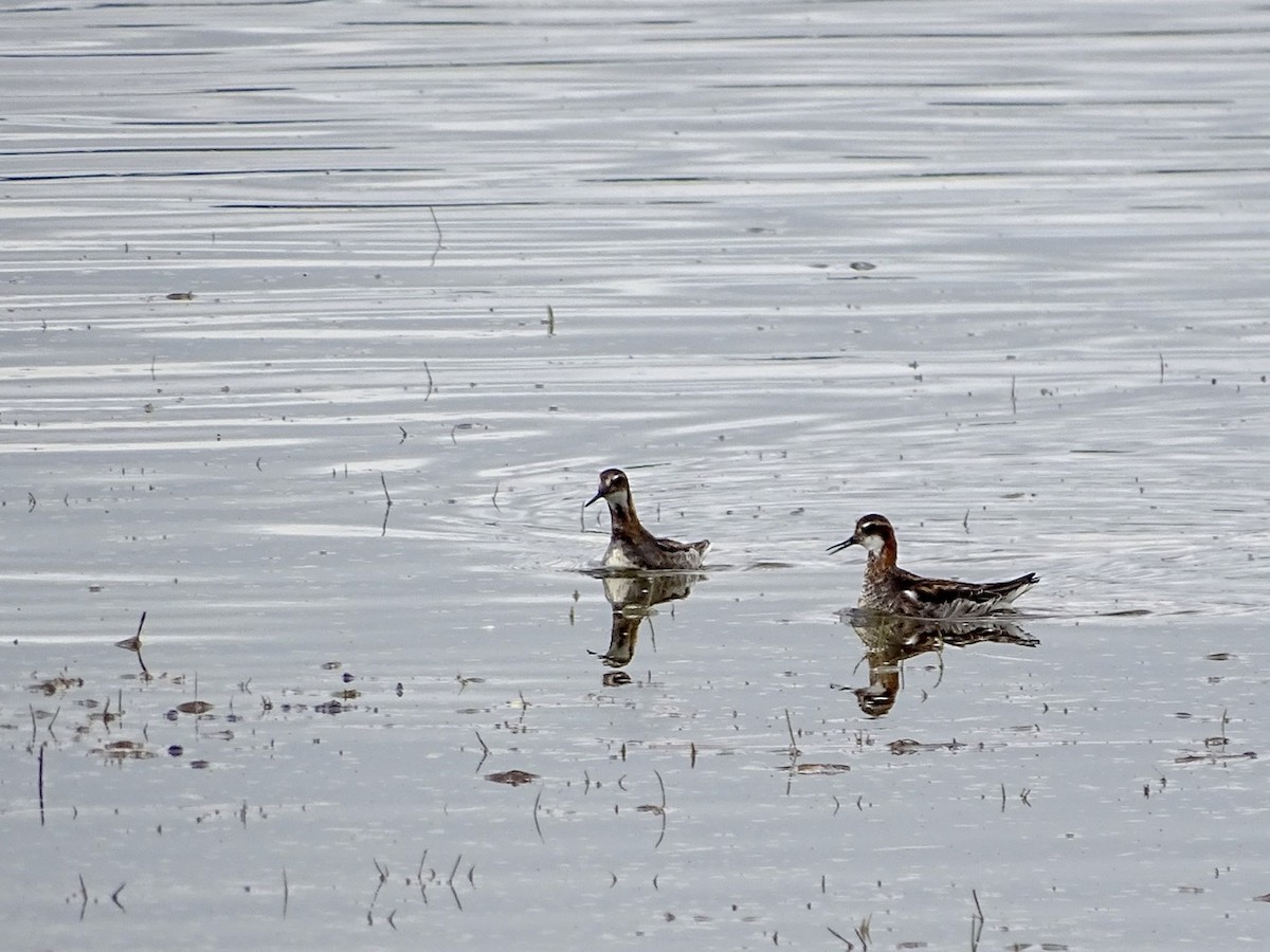 Red-necked Phalarope - ML237623711