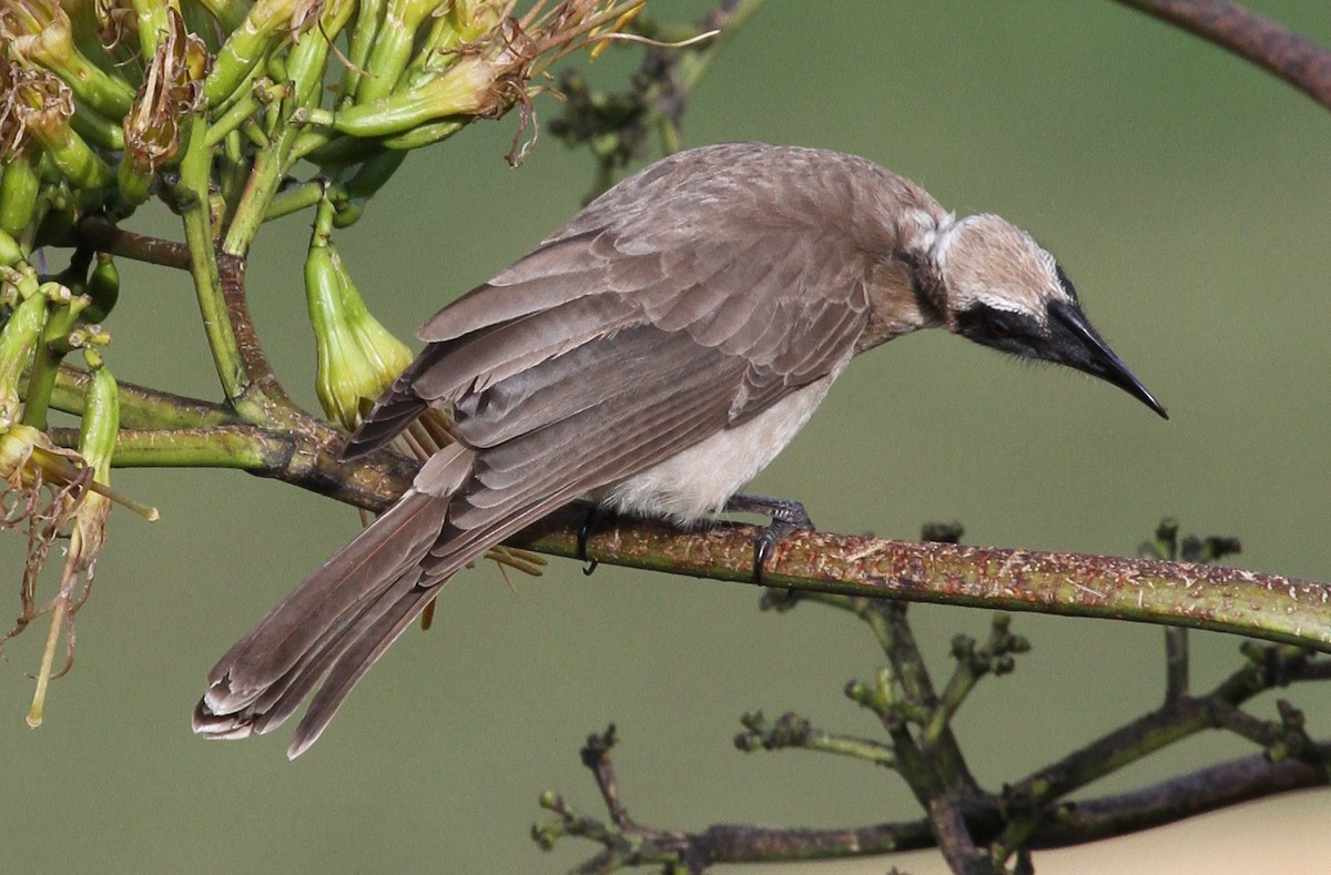 Helmeted Friarbird (Tenggara) - Colin Trainor