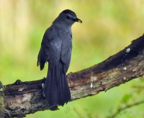 Gray Catbird - ML237625511