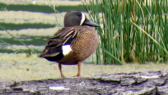Blue-winged Teal - ML237627511