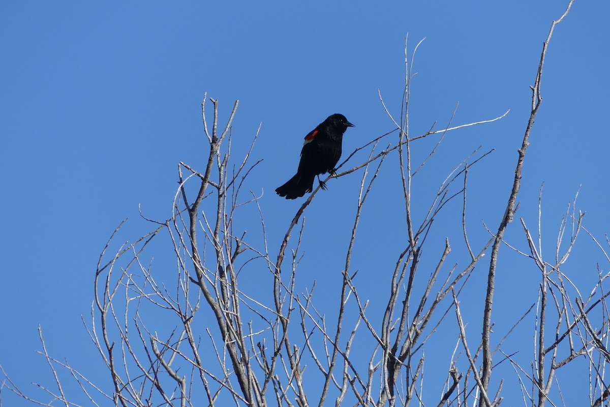 Red-winged Blackbird - ML237628681
