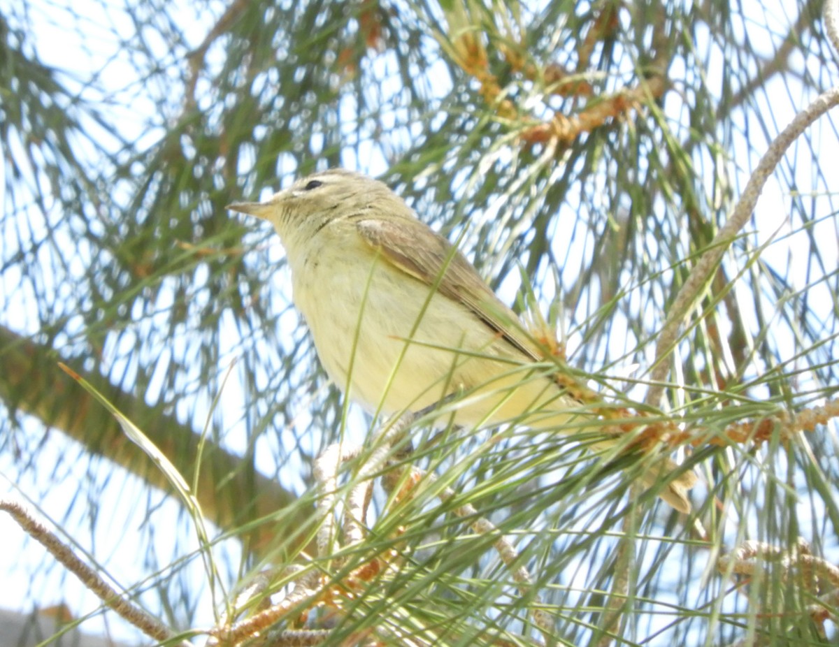 Warbling Vireo - ML237630651