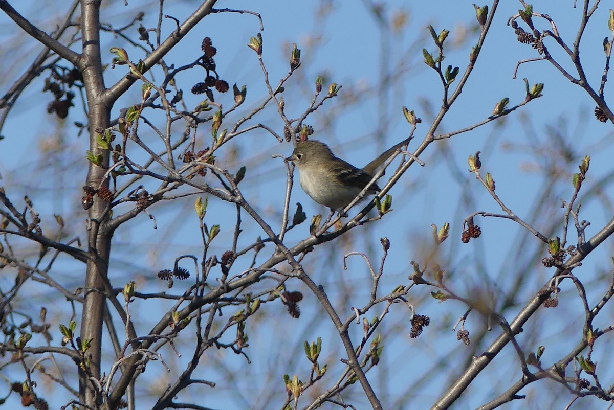 Empidonax sp. - ML237630671