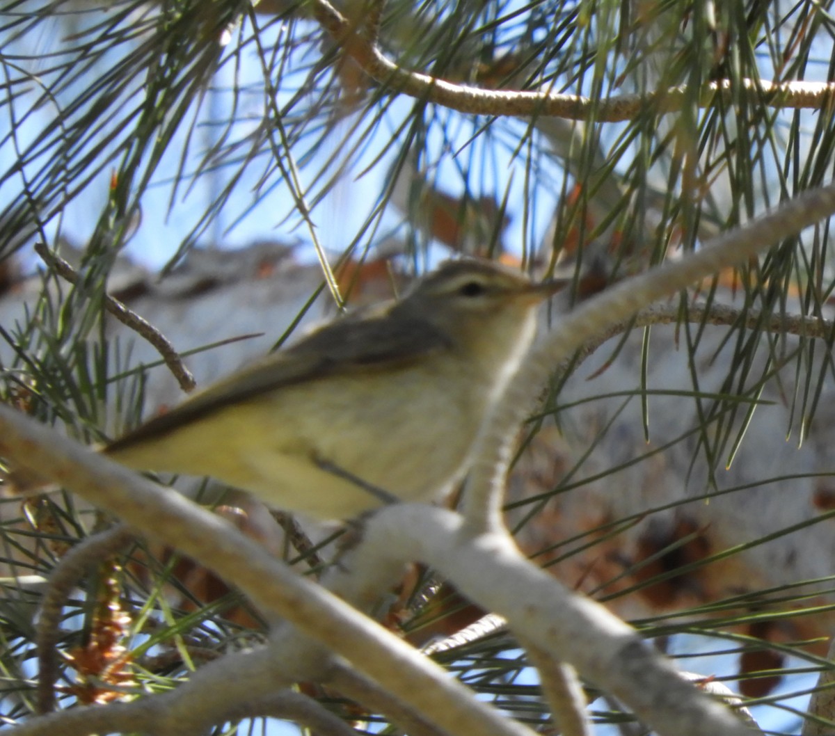 Warbling Vireo - ML237630741