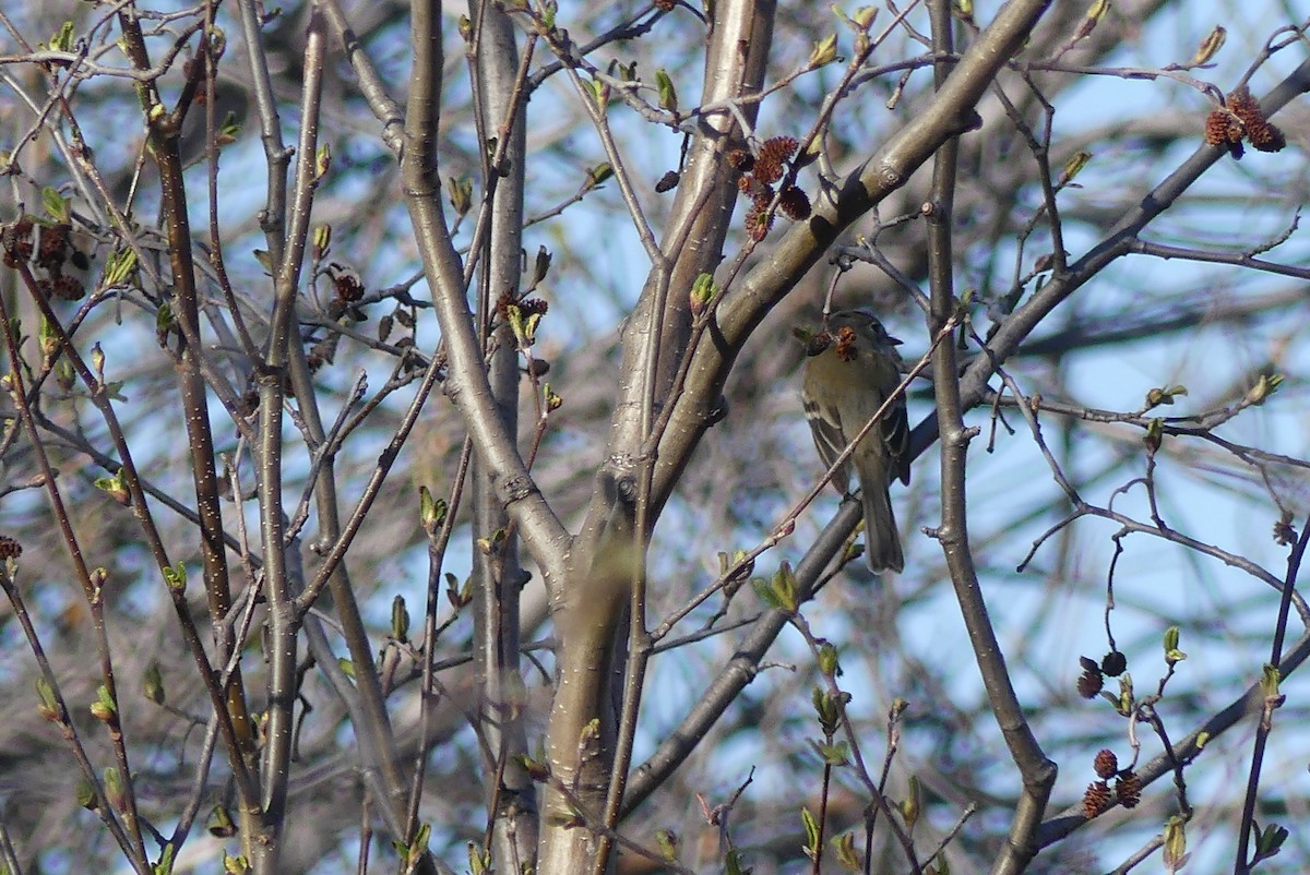 Empidonax sp. - ML237631091