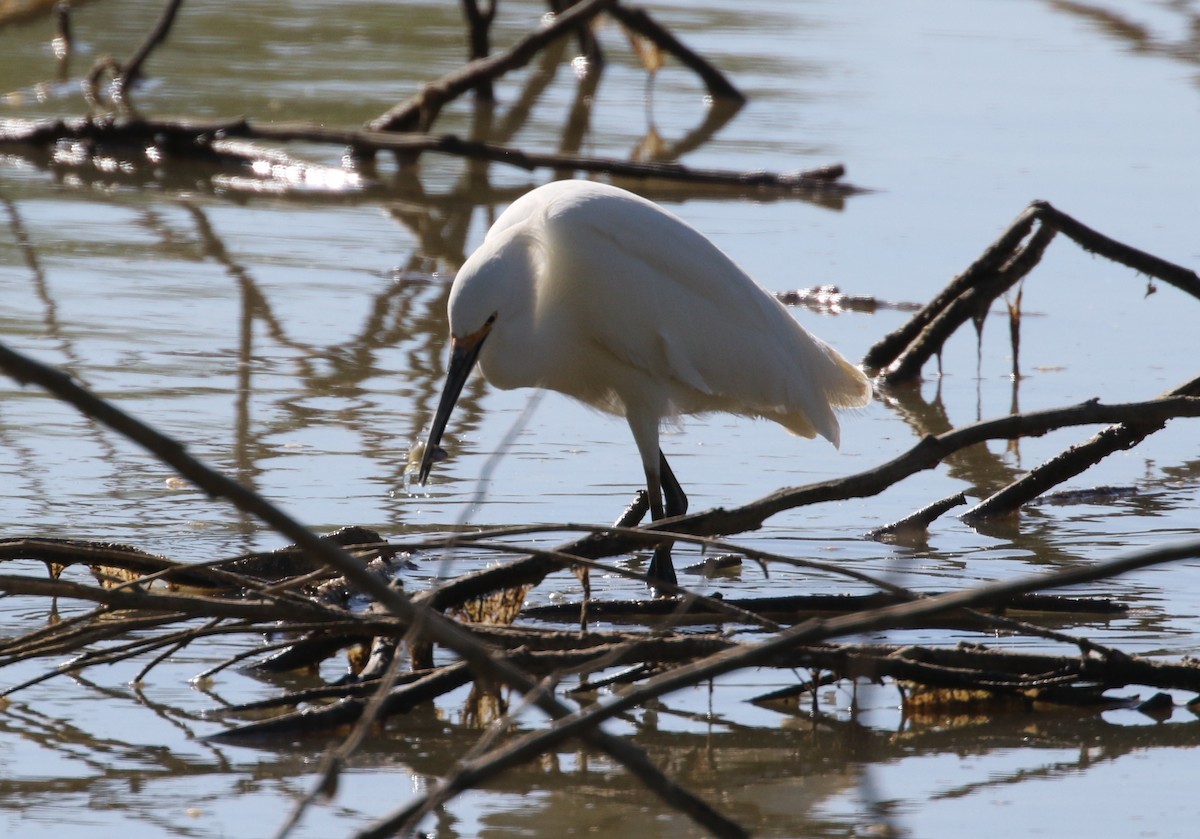 Aigrette neigeuse - ML237631101