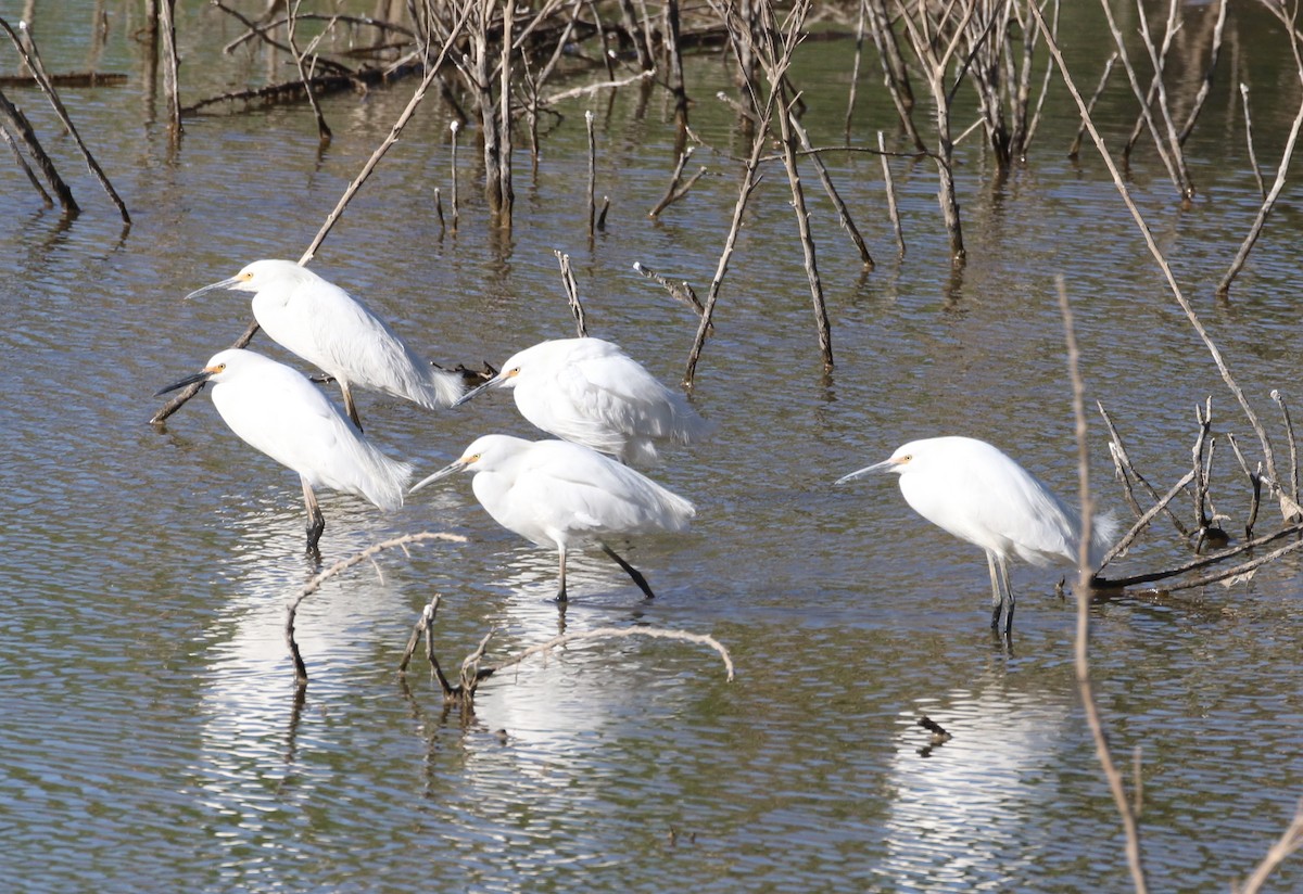 Aigrette neigeuse - ML237631111