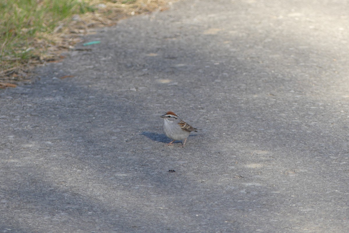 Chipping Sparrow - ML237631441