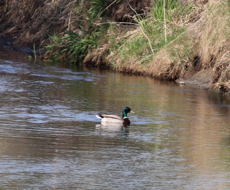 Mallard - Daniel Laforce