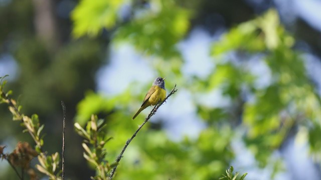 MacGillivray's Warbler - ML237631631