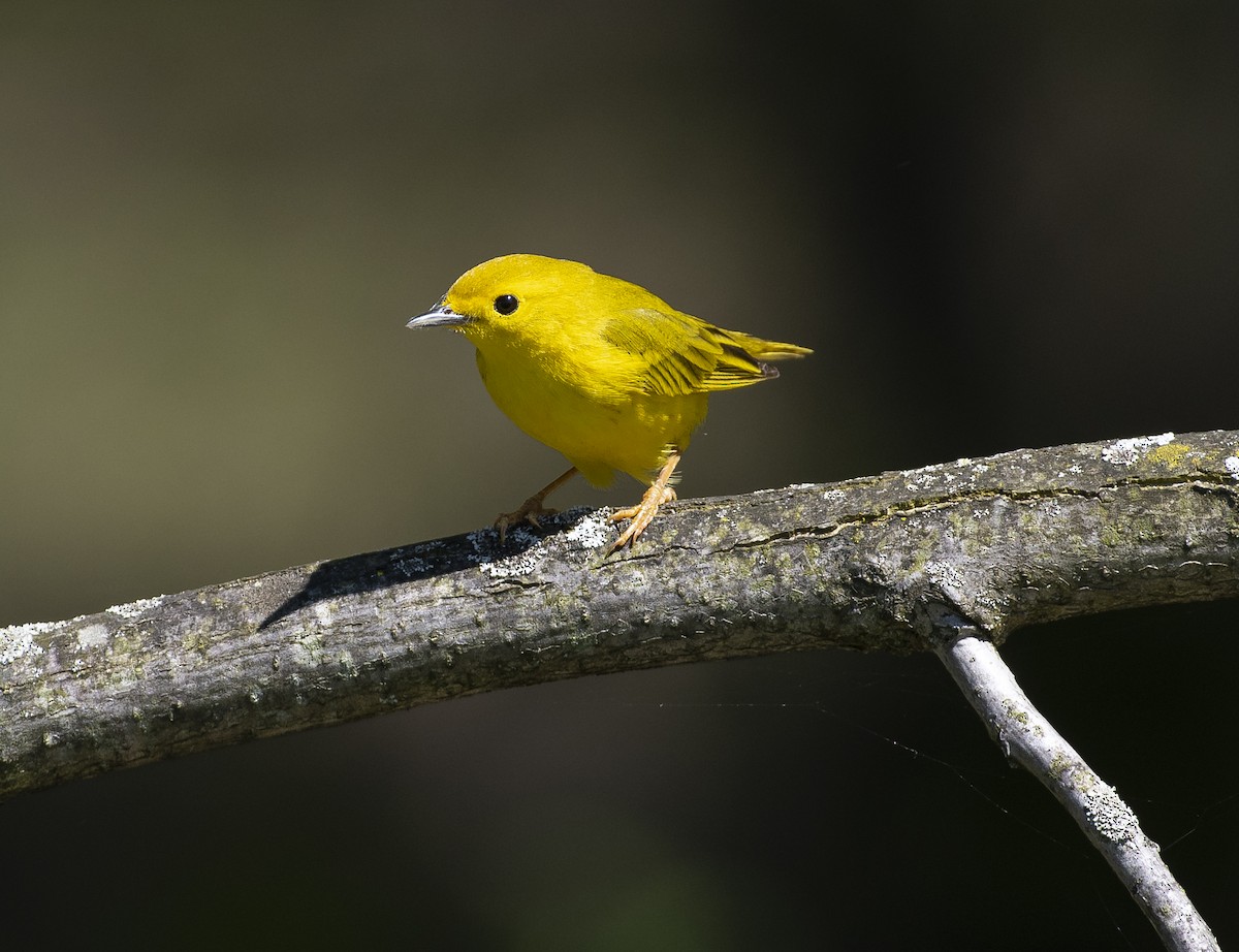 Yellow Warbler - ML237631861