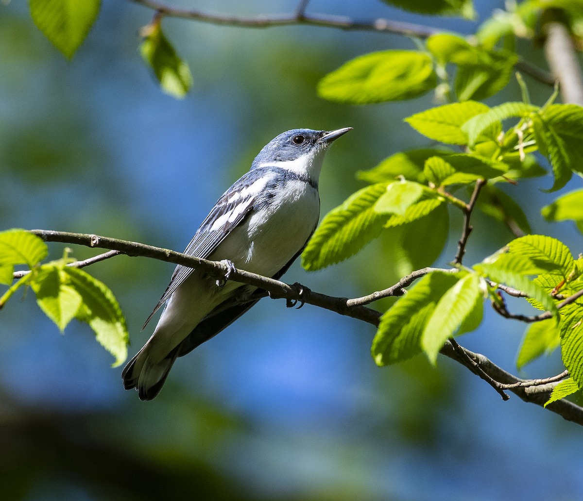 Cerulean Warbler - Joe Carey