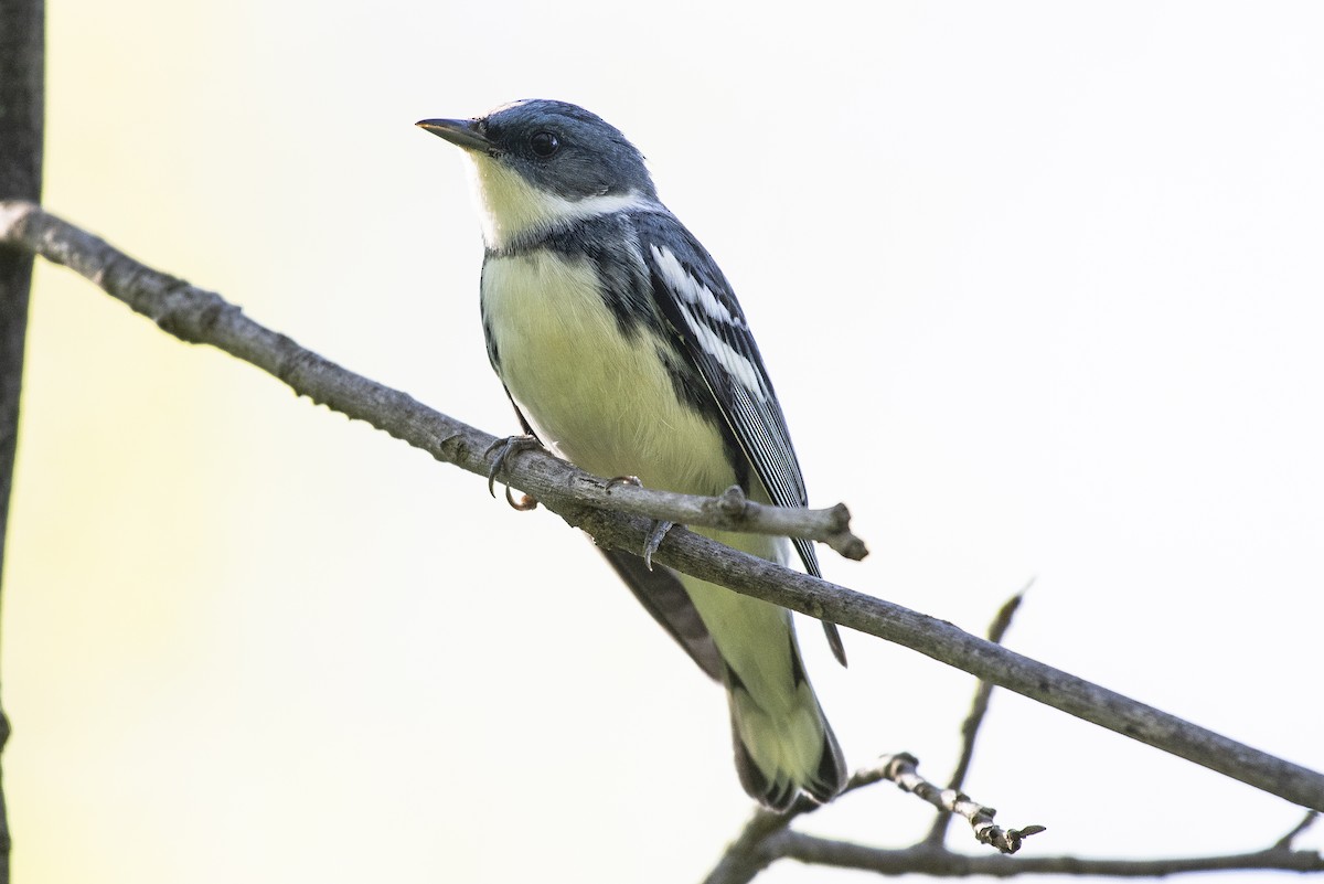 Cerulean Warbler - ML237632911