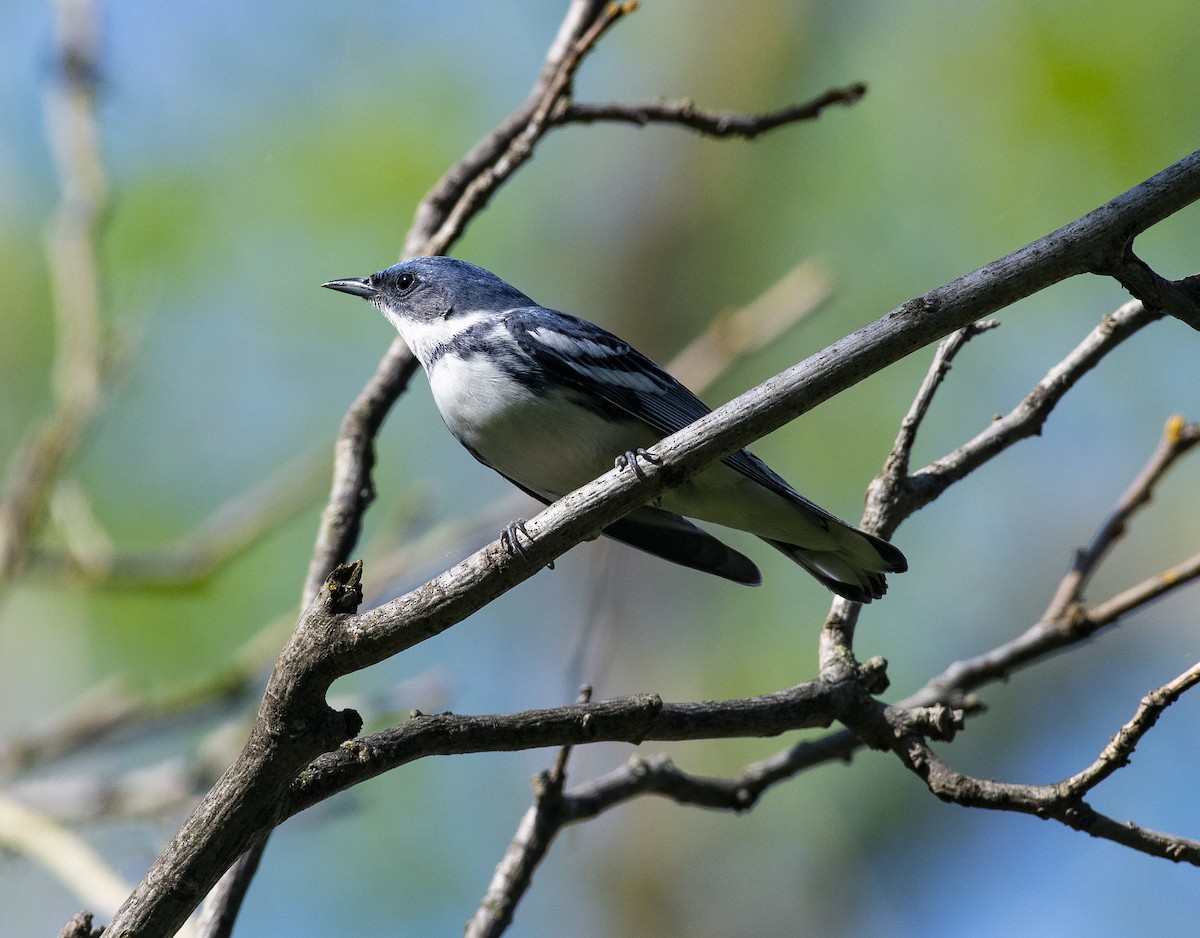 Cerulean Warbler - ML237632971