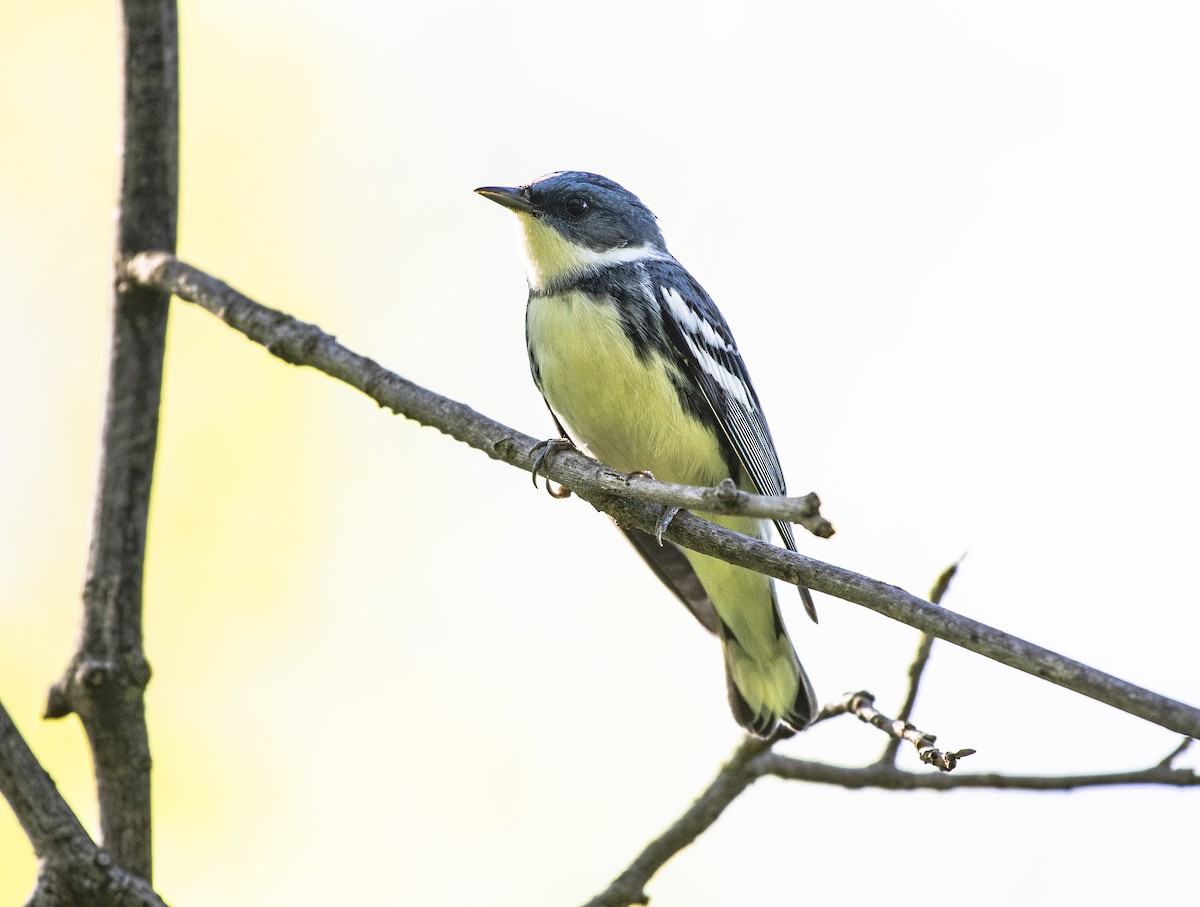 Cerulean Warbler - Joe Carey