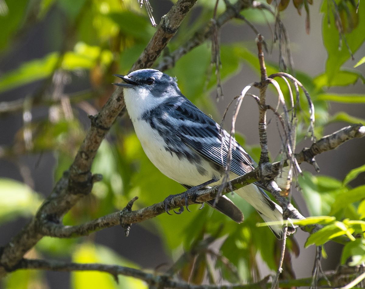 Cerulean Warbler - Joe Carey