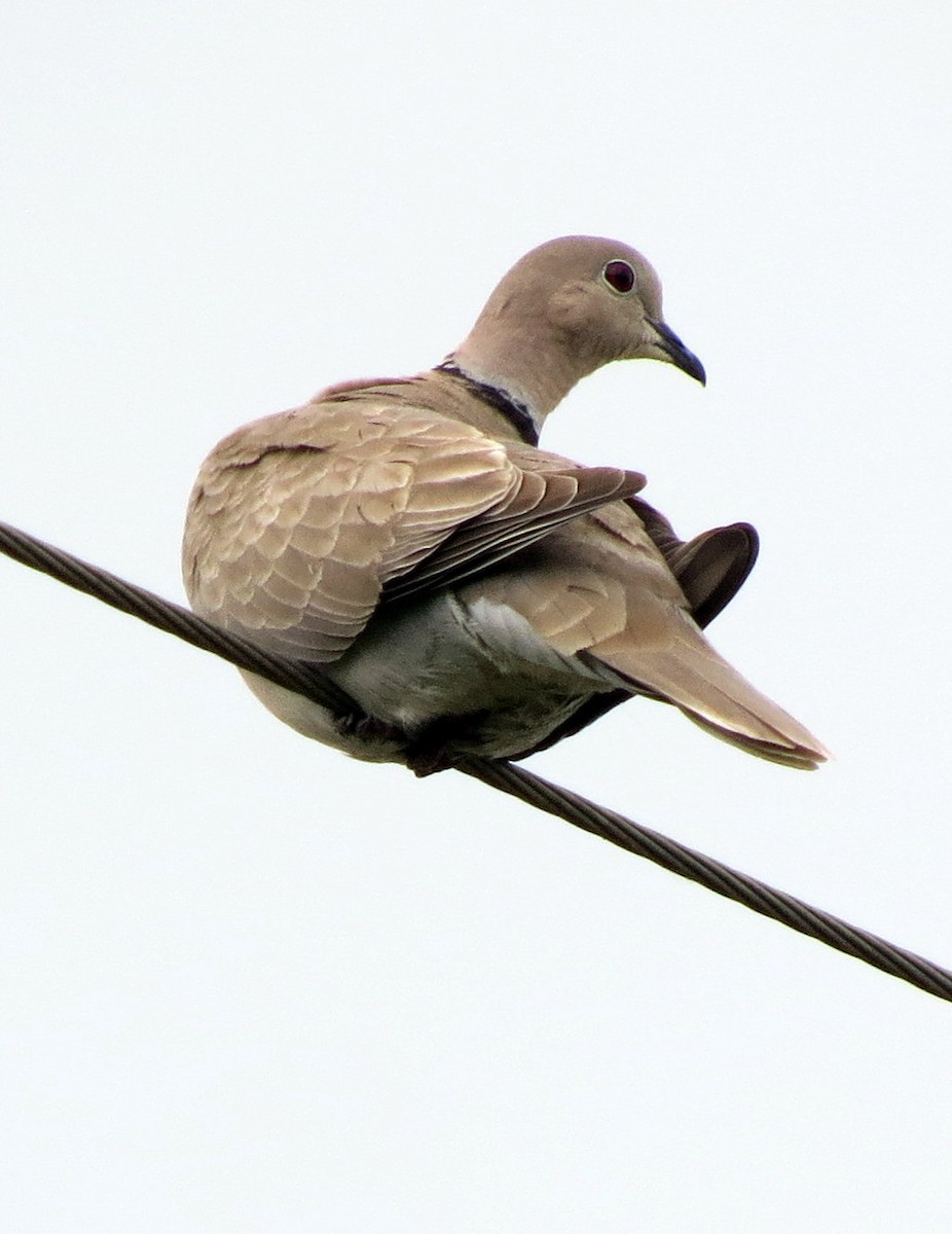 Eurasian Collared-Dove - ML237633531