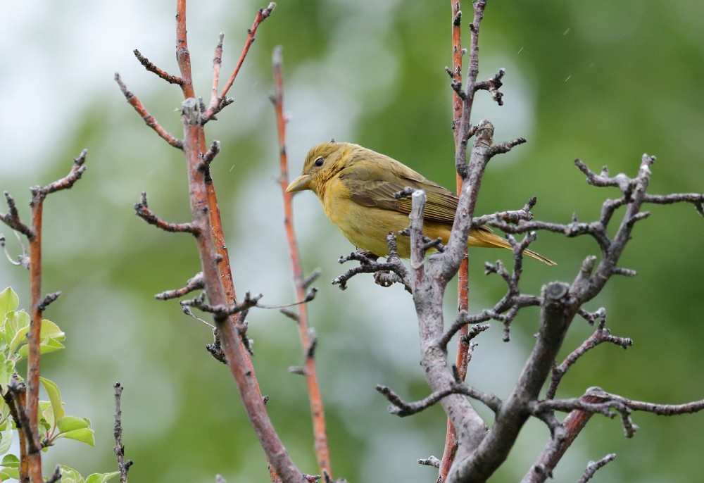 Summer Tanager - ML237633731