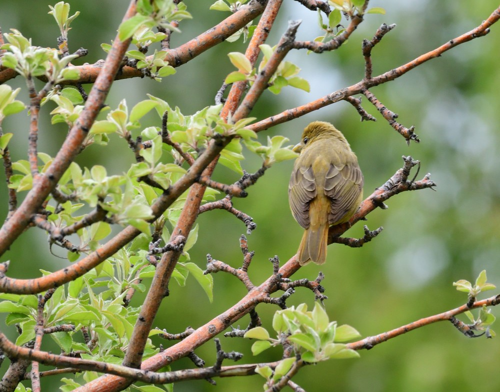 Summer Tanager - ML237633761