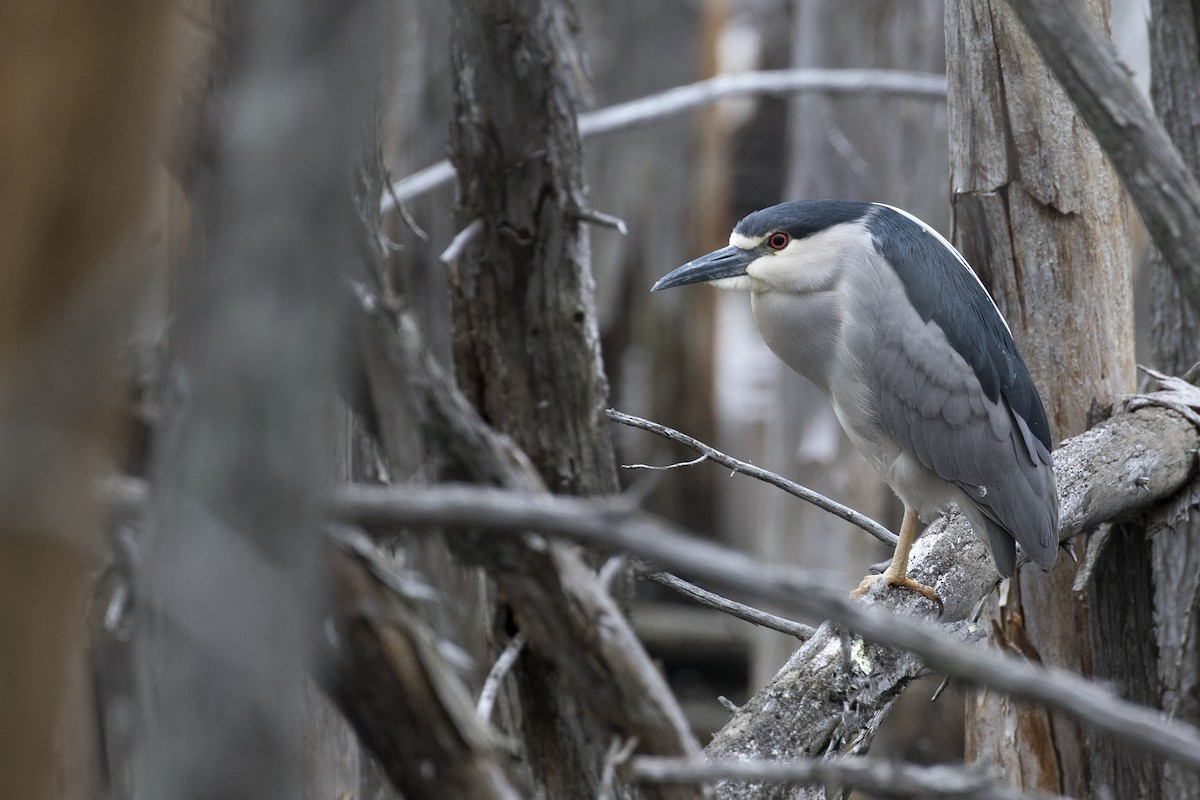 Black-crowned Night Heron - ML237633771