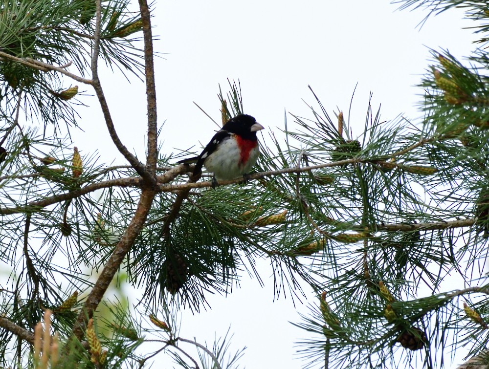 Cardinal à poitrine rose - ML237634741