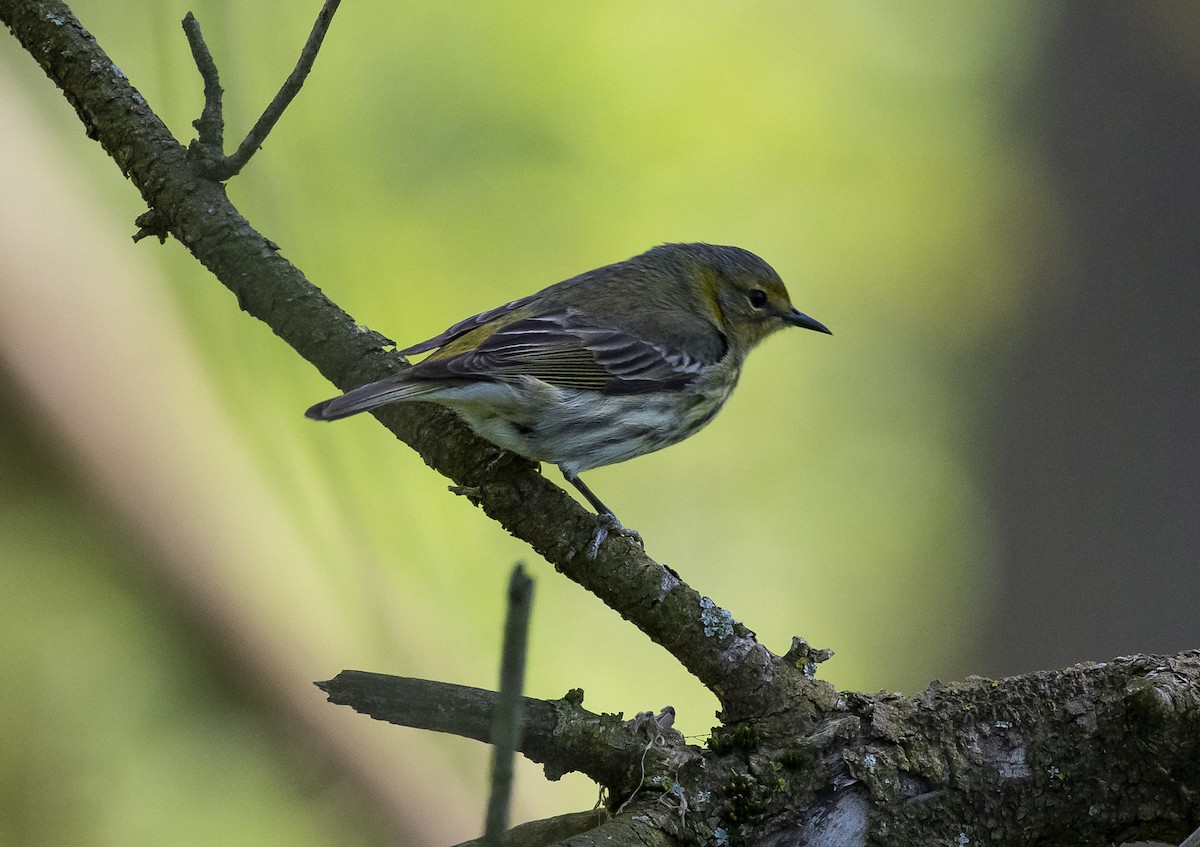 Cape May Warbler - Joe Carey