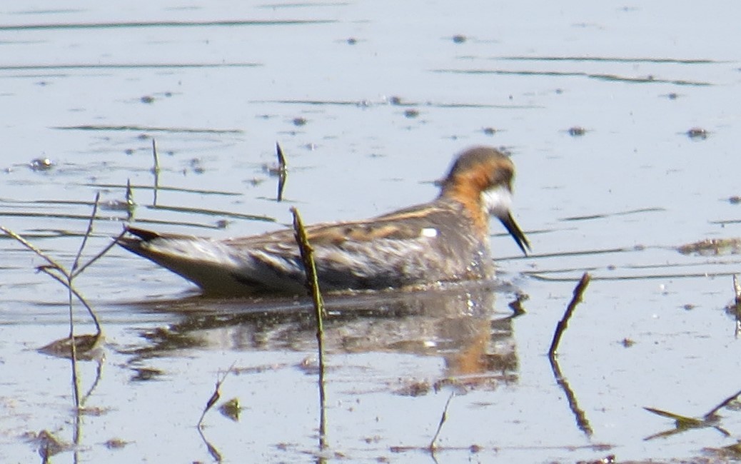 svømmesnipe - ML237636091