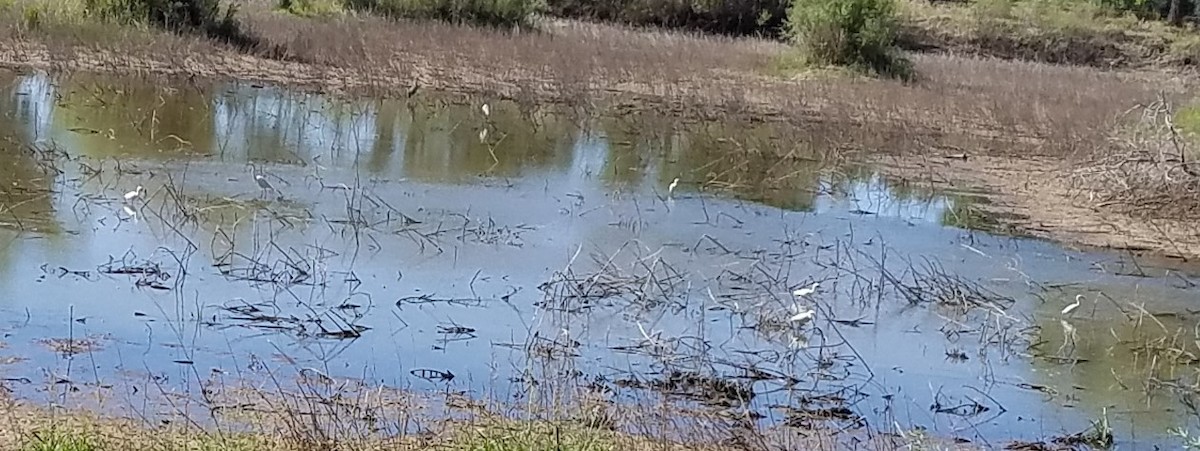 Aigrette neigeuse - ML237636841