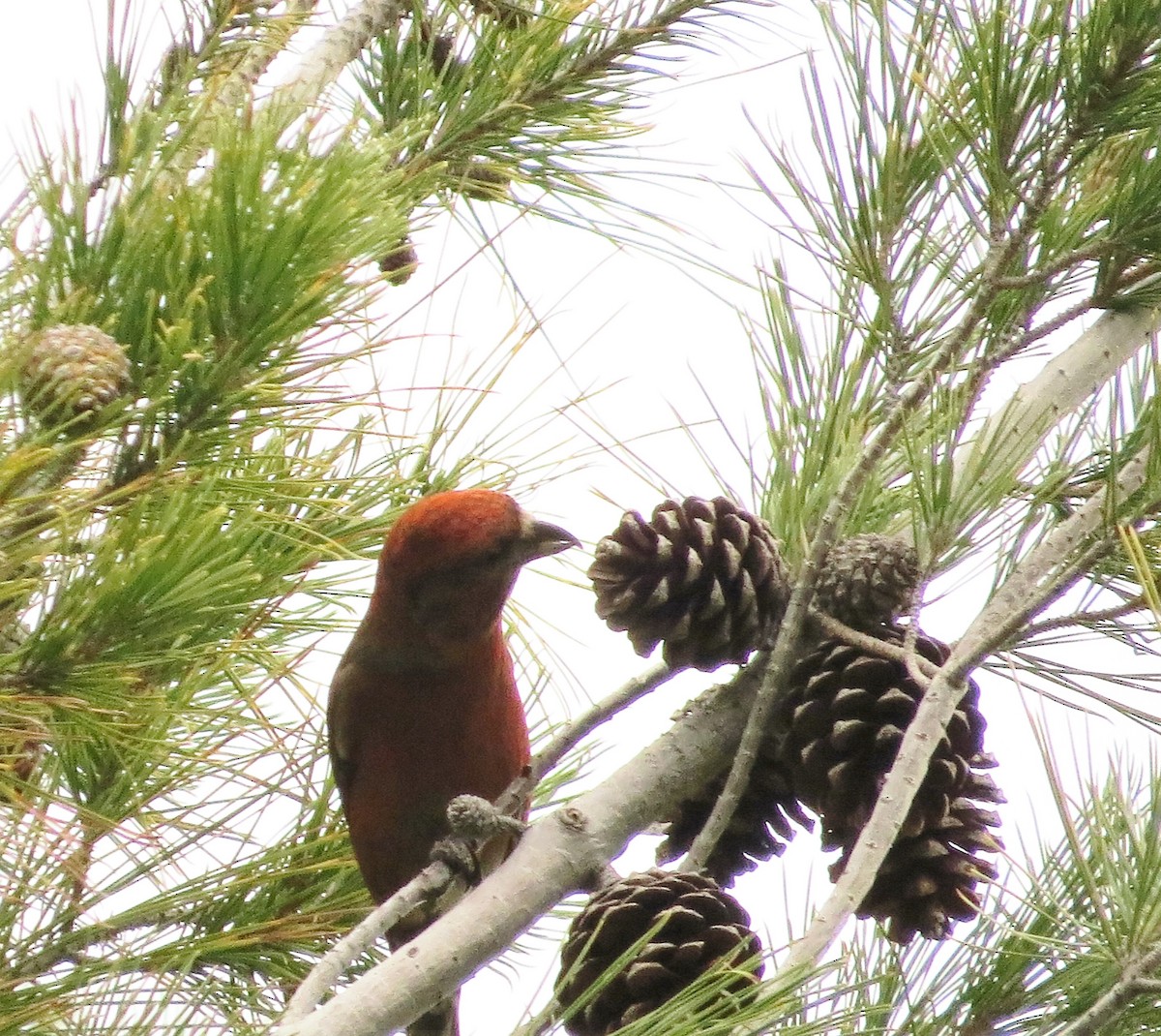 Red Crossbill - ML23763821
