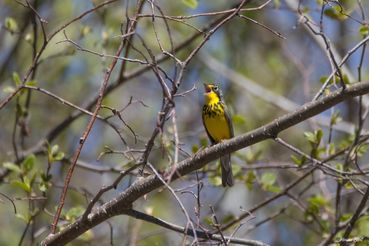 Canada Warbler - ML237639211